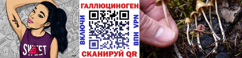 Галлюциногенные грибы Psilocybe  где купить   Приморско-Ахтарск 